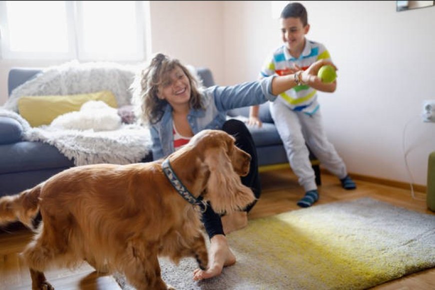 What Pet Toy Clutter Says About Modern Pet Parenting