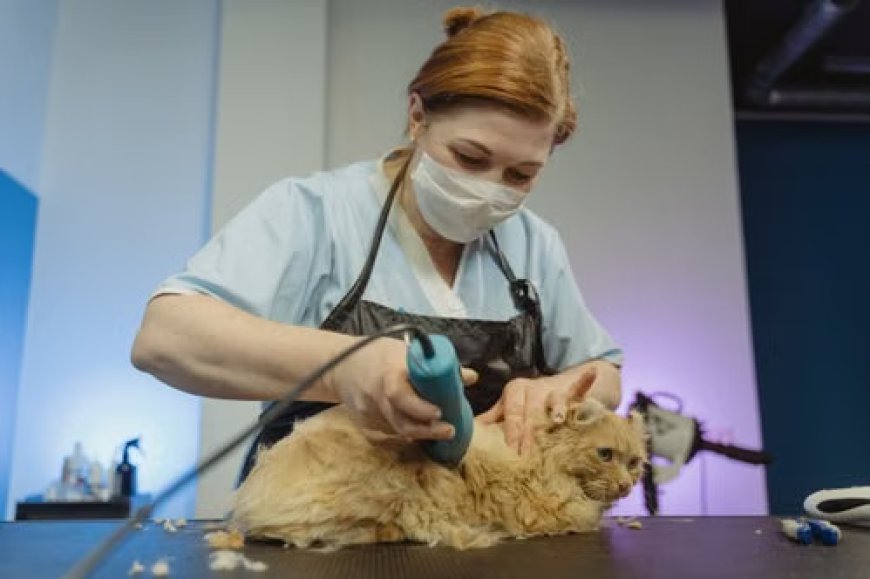 What U.S. Cat Owners Search Most Before Booking Cat Grooming Services