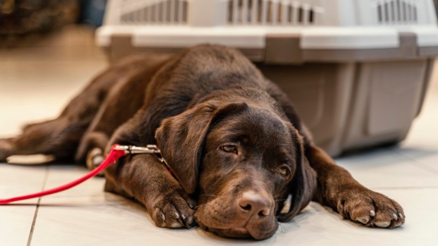 10 Signs It May Be Time to Put Your Dog Down