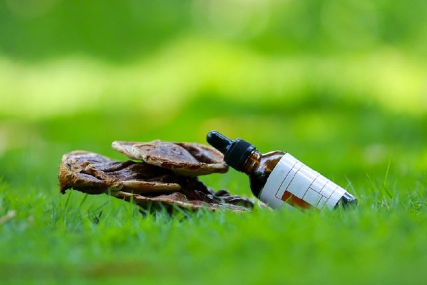 Mushroom Extract Supplements | Benefits & Buying Guide