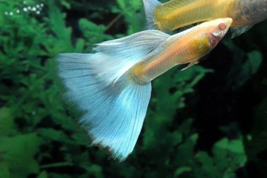 Why Choosing the Right Online Tropical Fish Store Makes All the Difference