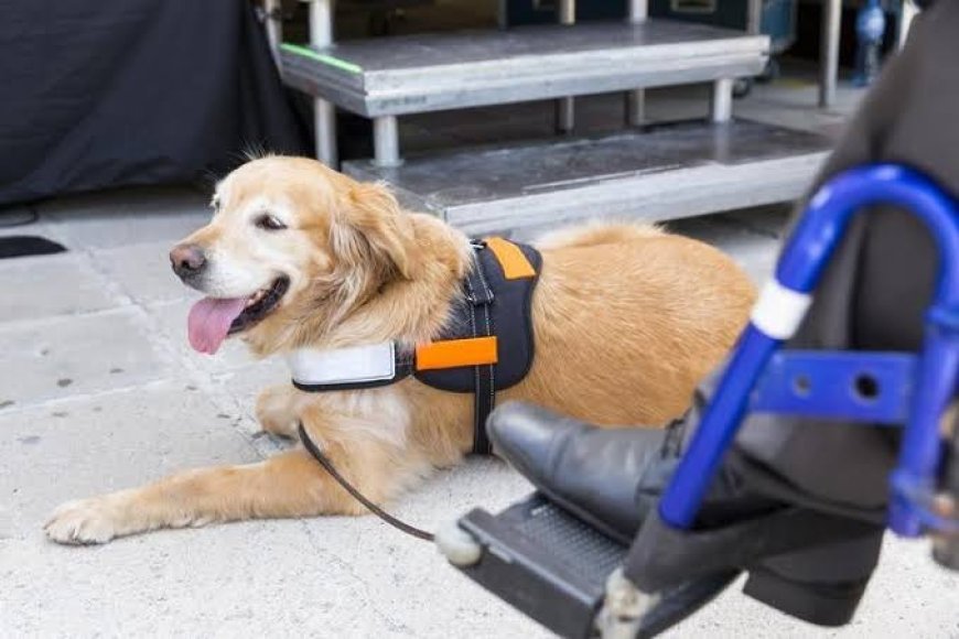 Are Trained Service Dogs for Sale Worth It for Families Who Need Daily Support?