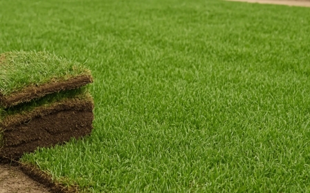 What Determines the Price to Install Sod?