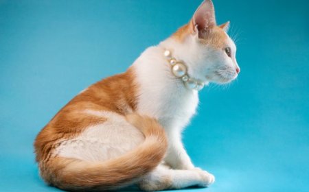 Accessories for Pets for Everyday Comfort and Care