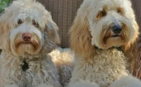 Are Mini Australian Labradoodles Calm Dogs or Full of Energy?