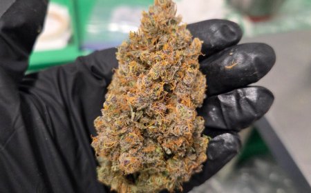 What "Craft" Means in Cannabis, and What It Does Not