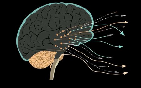 Memodyne: Neural Pathways