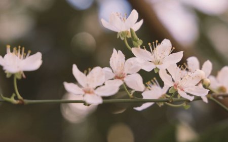 Compassionate Pregnancy Loss Counsellor in Sydney for Emotional Support
