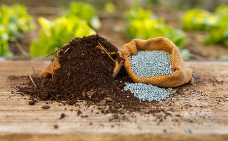 How Precision Nutrient Management Is Reshaping Specialty Fertilizer Use in Argentina