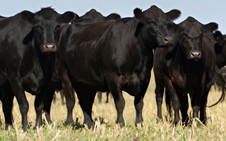 Cattle Producer Financing for Flexible Ranch and Livestock Needs