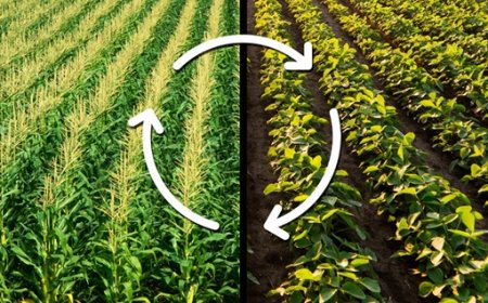 JU Agri Sciences: Integrated Agricultural Solutions for Better Crop Management