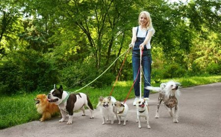 Are Dog Walkers Prices in New Orleans Different for Different Walk Lengths?