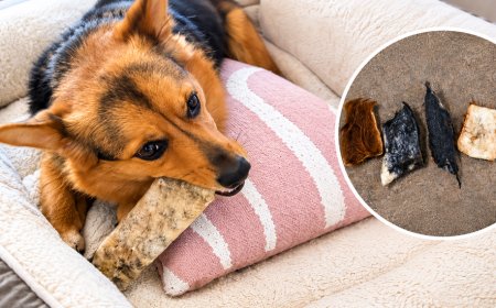 How Natural Ingredients Dog Treats Can Fit Into Your Dog’s Routine