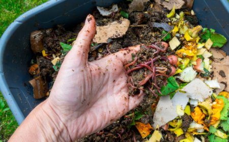 Can You Recommend the Best Wormery for Beginners?