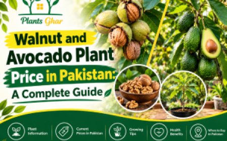 Walnut and Avocado Plant Price in Pakistan: A Complete Guide