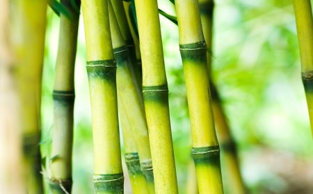 India Bamboo Market Thrives on Policy Support and Rising Industrial Adoption