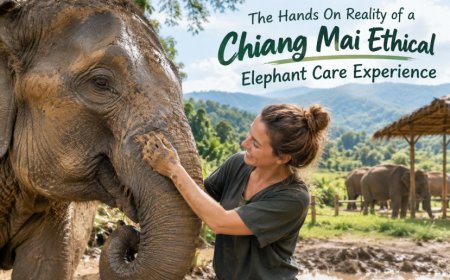 The Hands On Reality of a Chiang Mai Ethical Elephant Care Experience