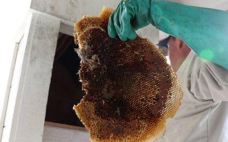 Bee Hive Removal for Safer and Cleaner Properties