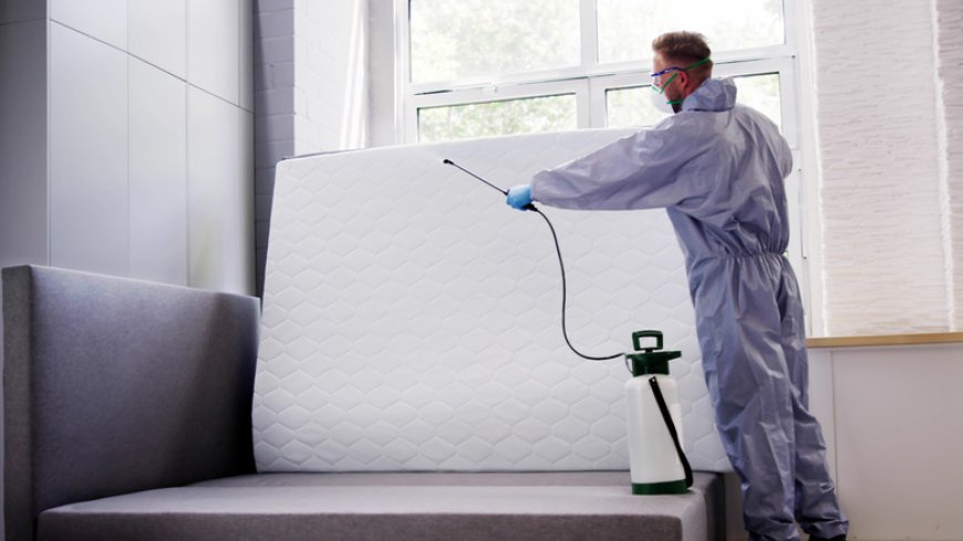 Bed Bug Control for a More Comfortable and Peaceful Home