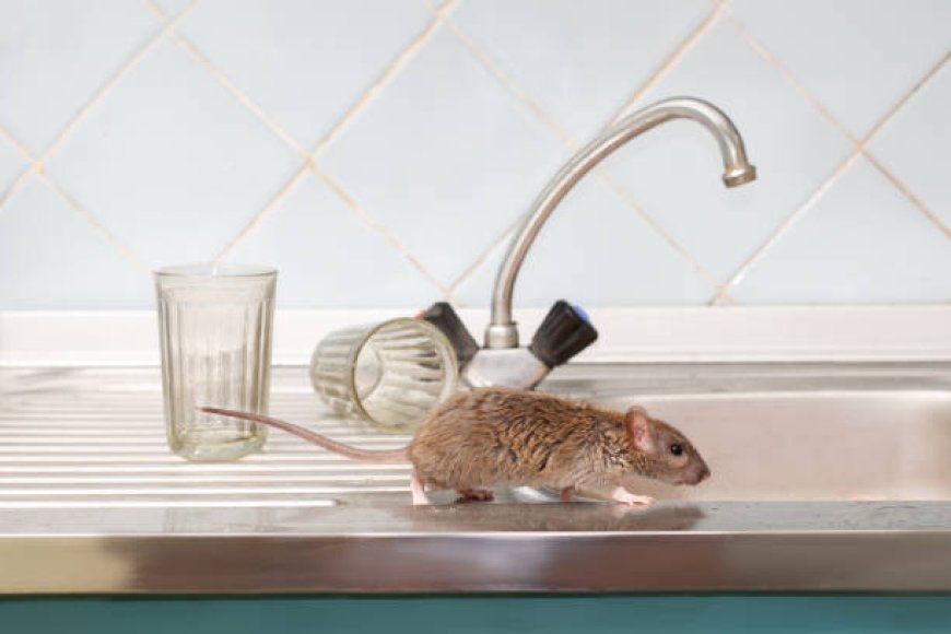 Rat Removal Houston Versus Squirrel Removal, Which One's Actually Worse To Deal With