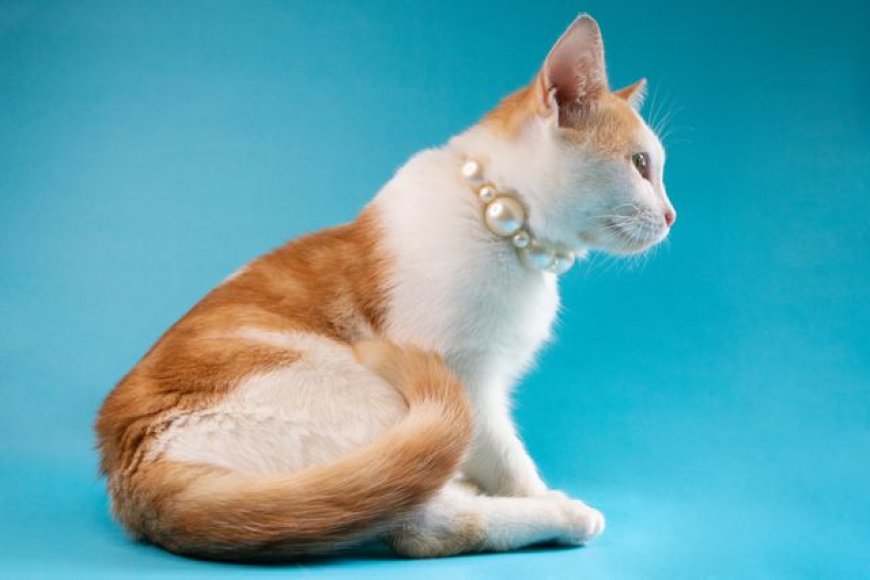 Accessories for Pets for Everyday Comfort and Care