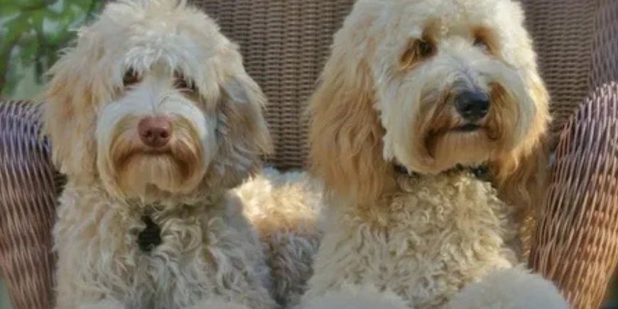 Are Mini Australian Labradoodles Calm Dogs or Full of Energy?
