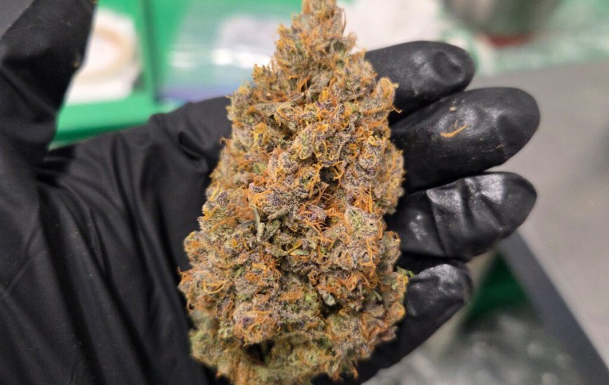 What "Craft" Means in Cannabis, and What It Does Not