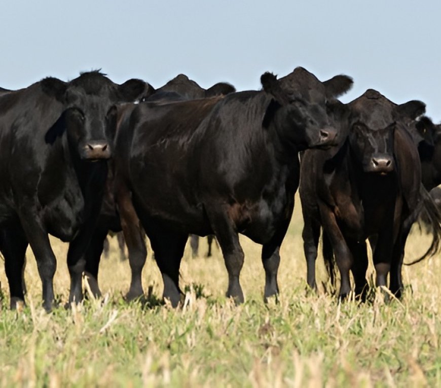 Cattle Producer Financing for Flexible Ranch and Livestock Needs