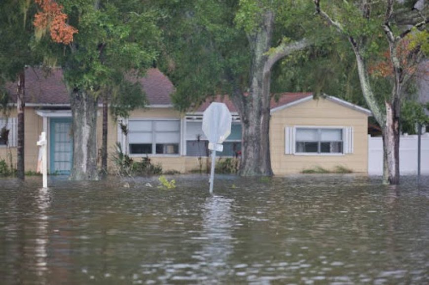 Best Flood Insurance Companies in Florida and What Buyers Miss