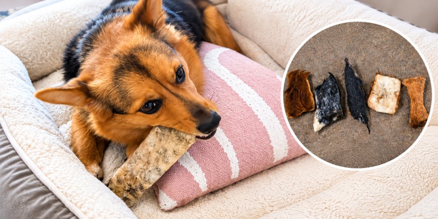 How Natural Ingredients Dog Treats Can Fit Into Your Dog’s Routine