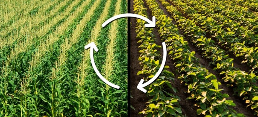 Gramiti – Cheap Agro Chemicals Online, Crop Protection Chemicals & Online Agro Shop India