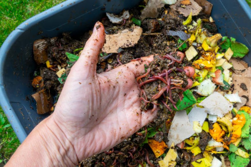 Can You Recommend the Best Wormery for Beginners?