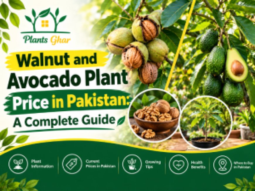 Walnut and Avocado Plant Price in Pakistan: A Complete Guide