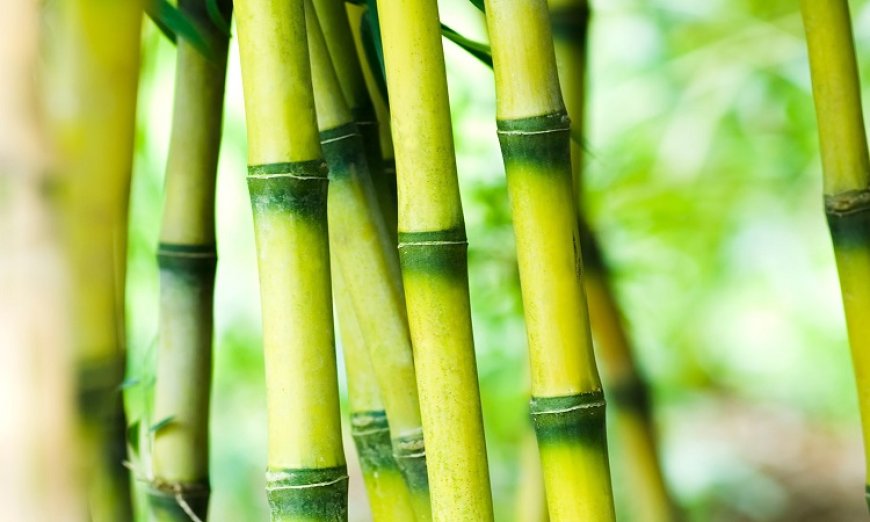 India Bamboo Market Thrives on Policy Support and Rising Industrial Adoption