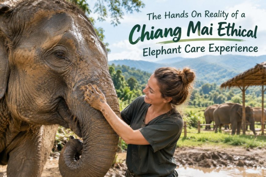 The Hands On Reality of a Chiang Mai Ethical Elephant Care Experience