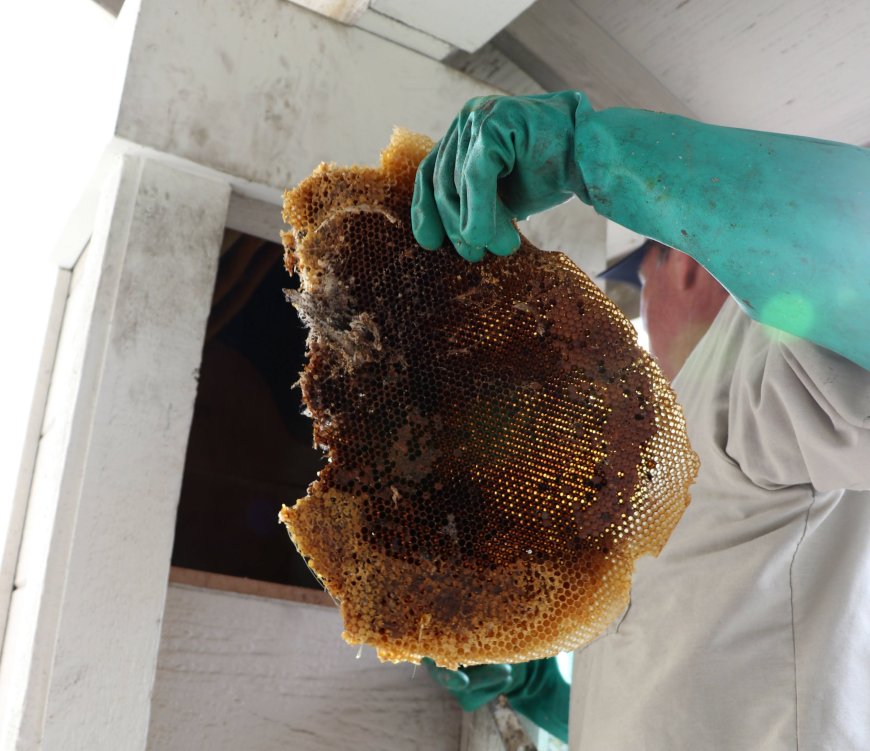 Bee Hive Removal for Safer and Cleaner Properties